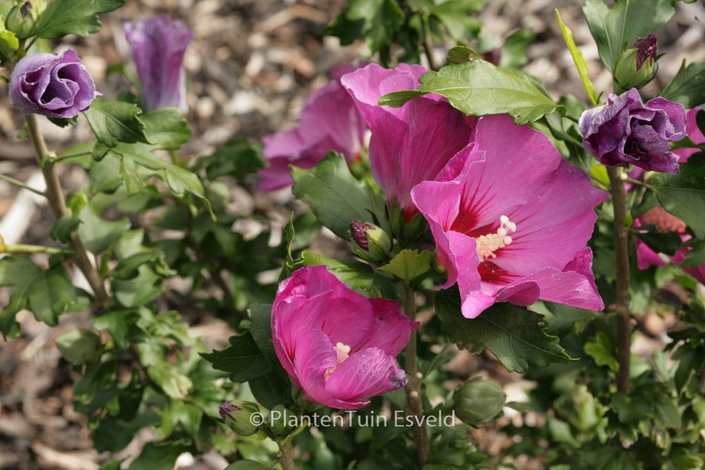 Hibiscus syriacus 'Floru' (RUSSIAN VIOLET)