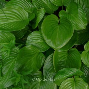 Hosta plantaginea 'Grandiflora'
