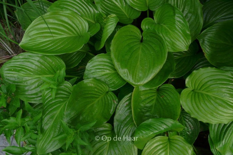 Hosta plantaginea 'Grandiflora'