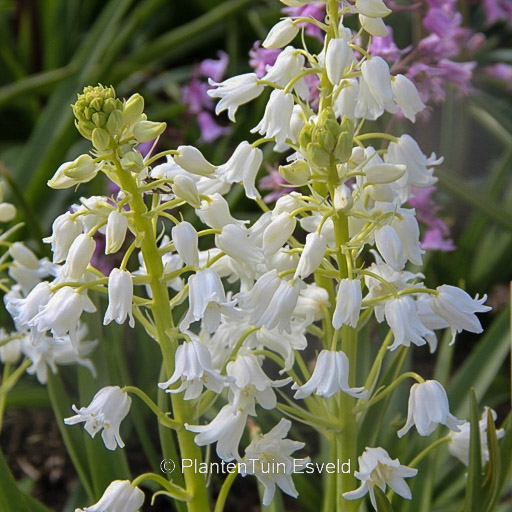 Hyacinthoides hispanica 'Alba Maxima'