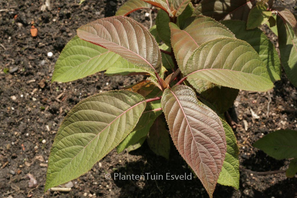 Hydrangea aspera 'Gongshan'