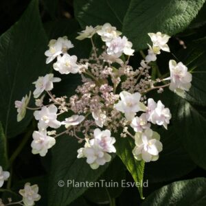 Hydrangea involucrata 'Tokado-yama'