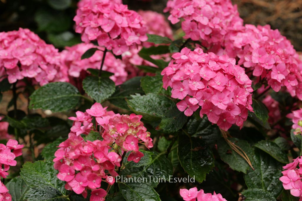 Hydrangea macrophylla 'Ami Pasquier'
