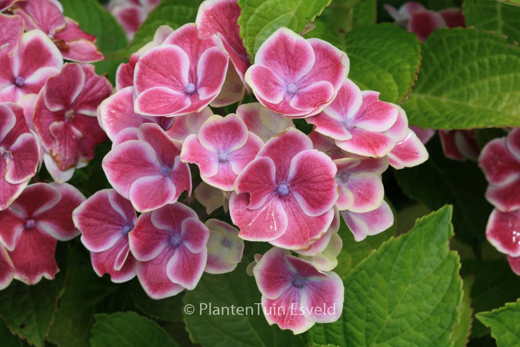 Hydrangea macrophylla 'Bavaria'