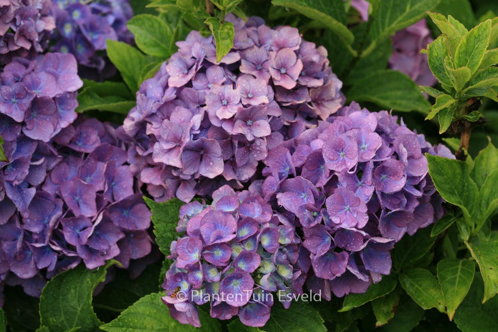 Hydrangea macrophylla 'Benelux'