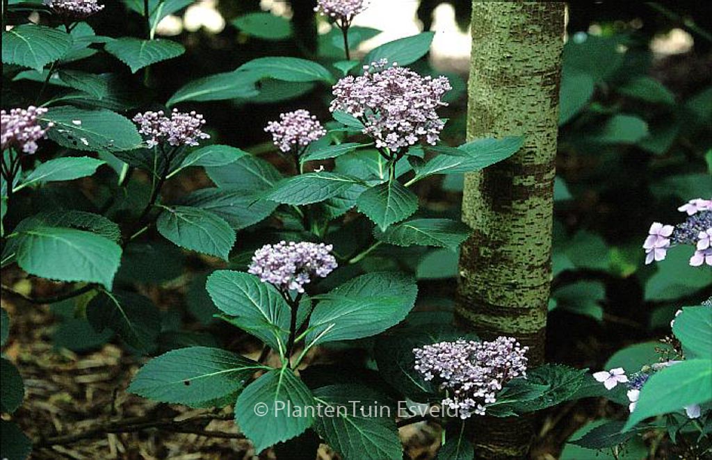 Hydrangea macrophylla 'Concavosepala' - Afbeelding 2