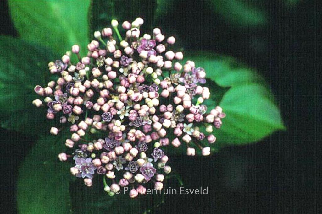 Hydrangea macrophylla 'Concavosepala' - Afbeelding 3