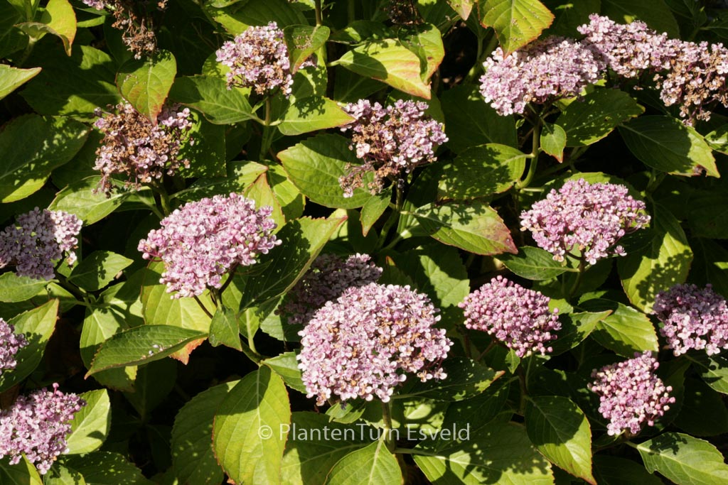 Hydrangea macrophylla 'Concavosepala' - Afbeelding 4