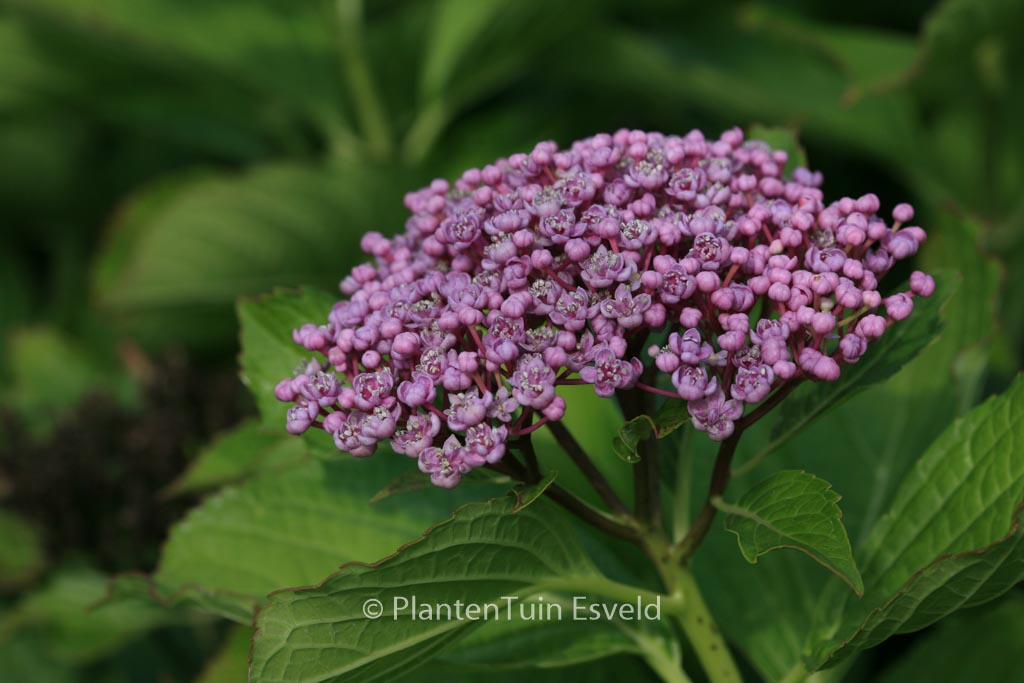 Hydrangea macrophylla 'Concavosepala'