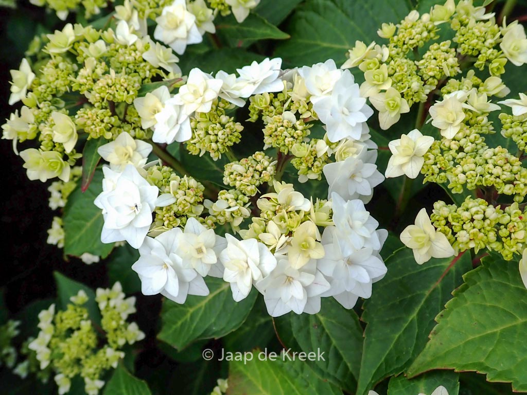 Hydrangea macrophylla 'Dancing Snow' (WEDDING GOWN DOPPIO BIANCO)