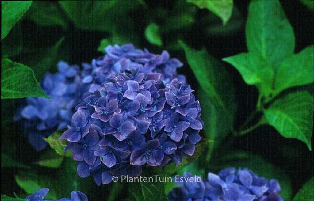 Hydrangea macrophylla 'Enziandom'