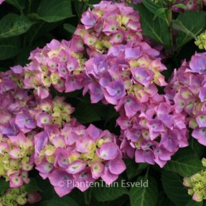 Hydrangea macrophylla 'Gerda Steiniger'