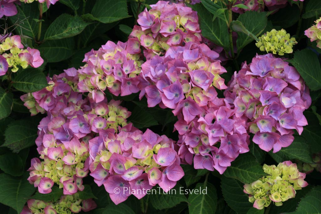 Hydrangea macrophylla 'Gerda Steiniger'
