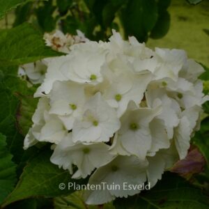 Hydrangea macrophylla 'Hokomano' (MAGICAL NOBLESSE)