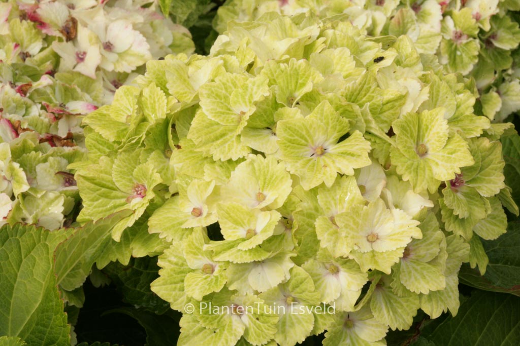 Hydrangea macrophylla 'Hokomasugre' (MAGICAL SUMMER GREEN)