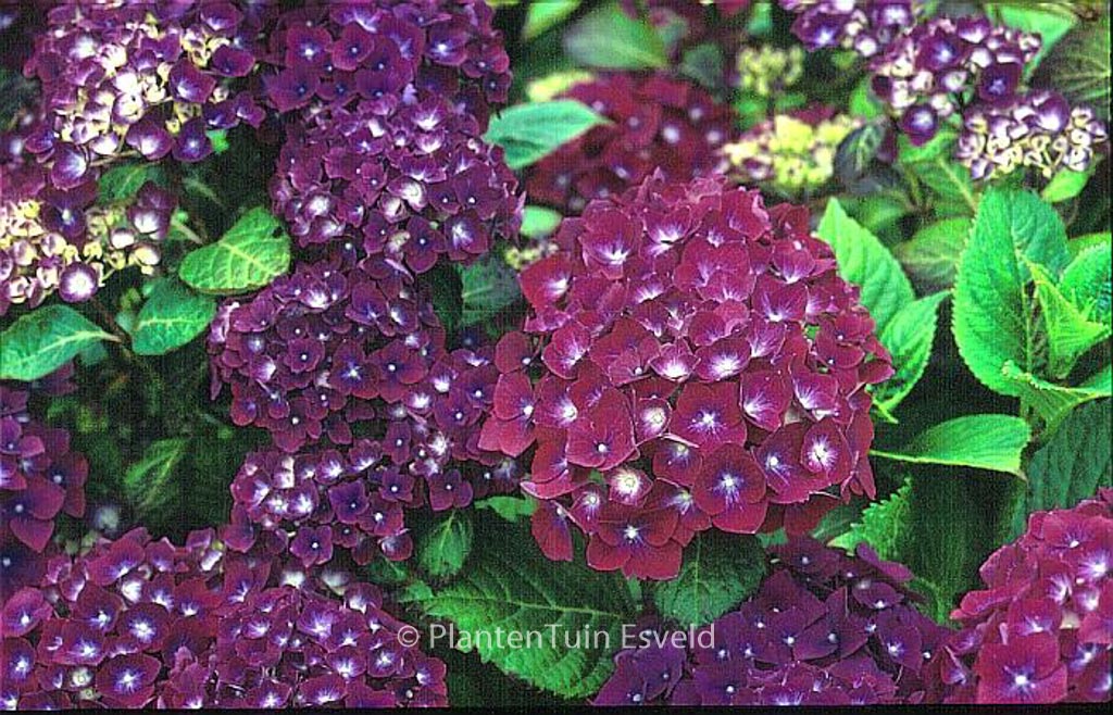 Hydrangea macrophylla 'Holehird Purple' - Afbeelding 2