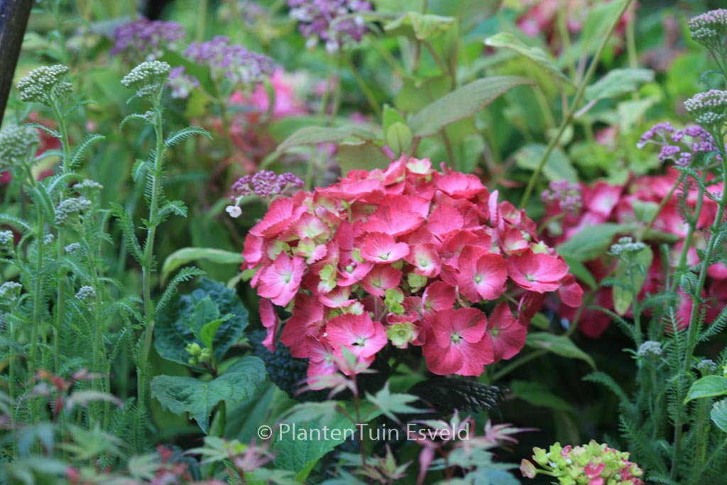 Hydrangea macrophylla 'Holehird Purple' - Afbeelding 4