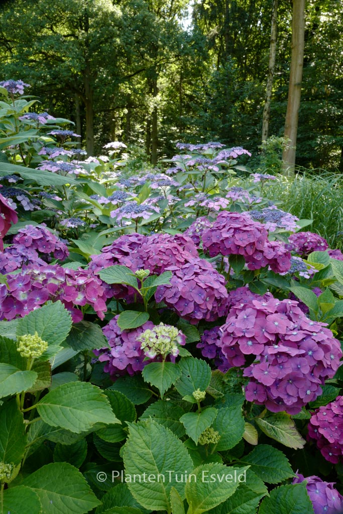 Hydrangea macrophylla 'Holehird Purple' - Afbeelding 6