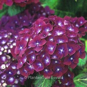 Hydrangea macrophylla 'Holehird Purple'