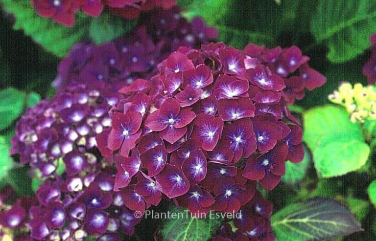 Hydrangea macrophylla 'Holehird Purple'