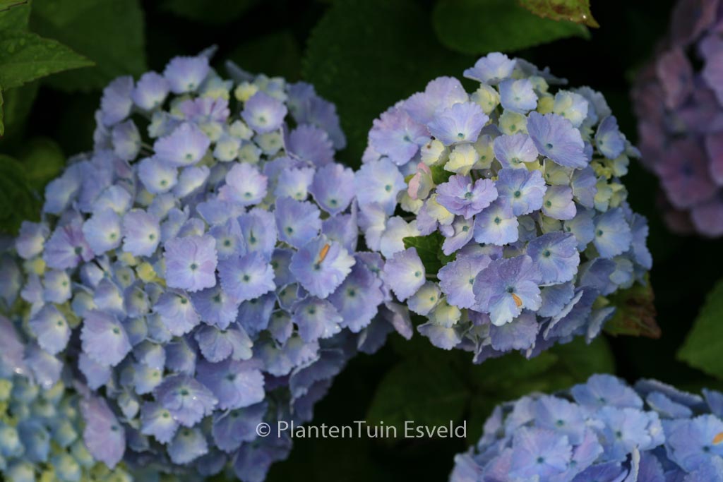 Hydrangea macrophylla 'Homigo' (HOVARIA)