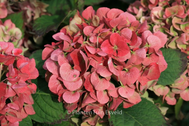 Hydrangea macrophylla 'Magical Robin'