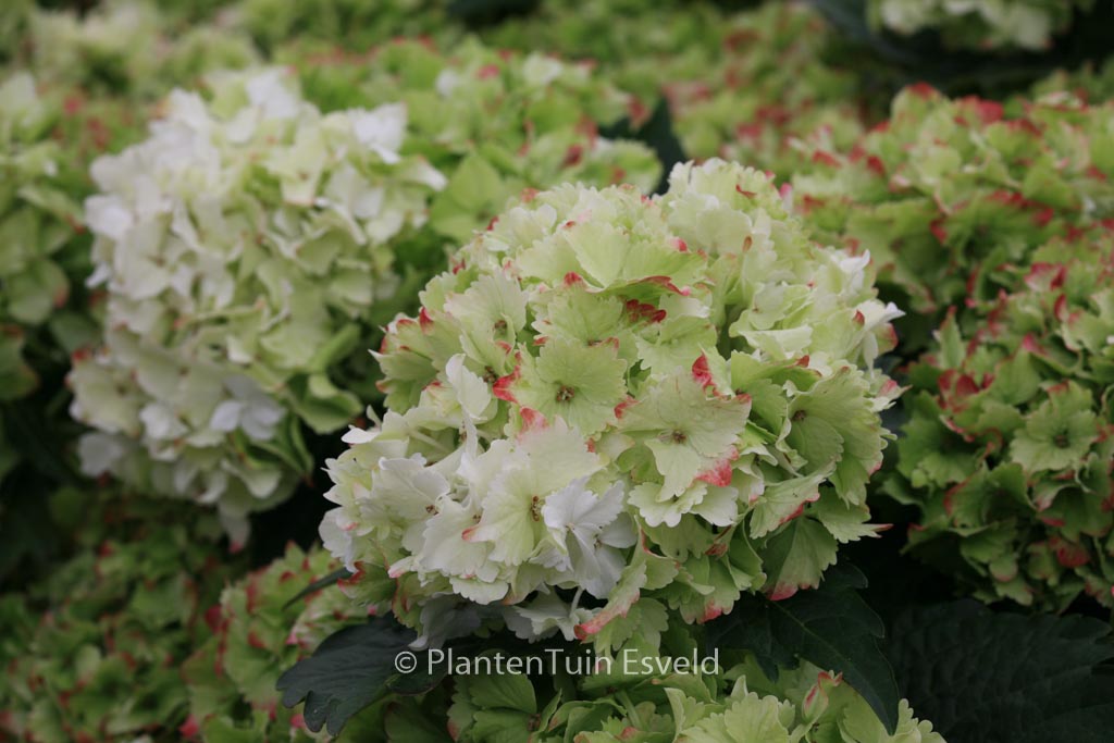 Hydrangea macrophylla 'Hortmaja' (MAGICAL JADE)