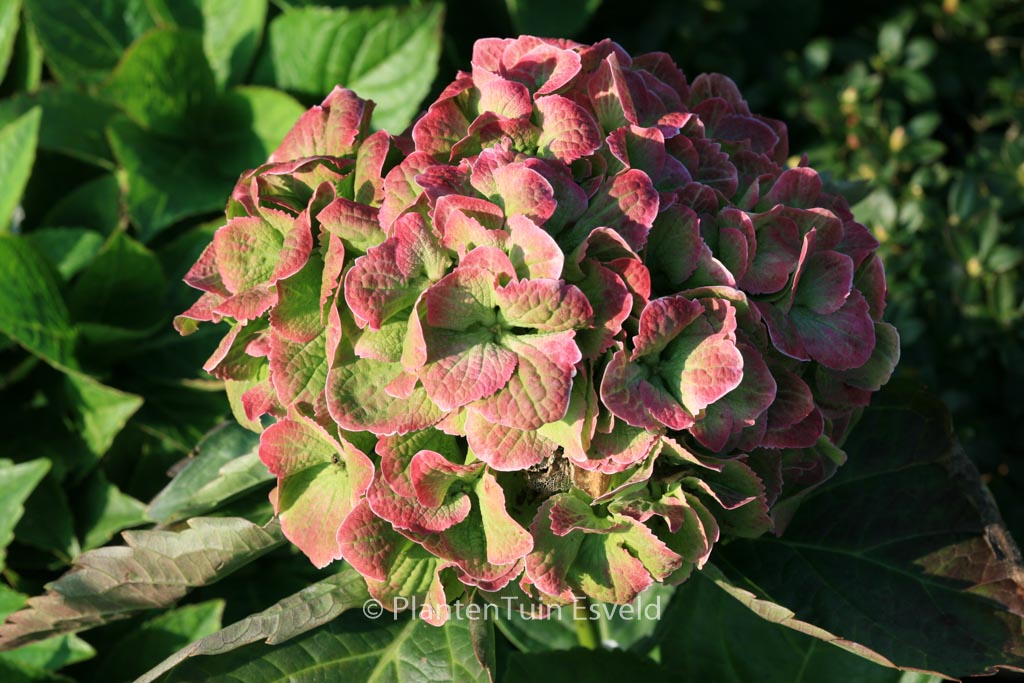 Hydrangea macrophylla 'Hortmawin' (MAGICAL WINGS) - Afbeelding 2