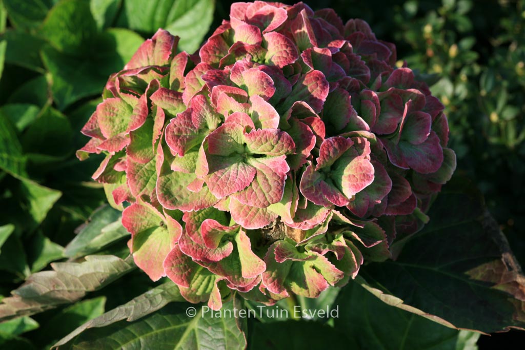 Hydrangea macrophylla 'Hortmawin' (MAGICAL WINGS) - Afbeelding 3
