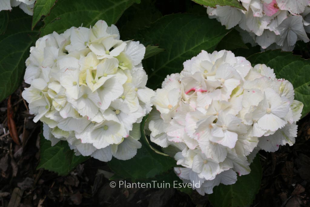 Hydrangea macrophylla 'Hortmawin' (MAGICAL WINGS) - Afbeelding 4