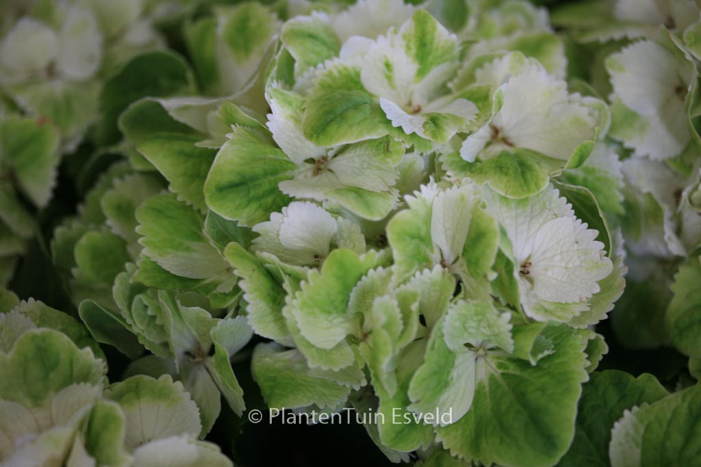 Hydrangea macrophylla 'Hortmawin' (MAGICAL WINGS) - Afbeelding 5