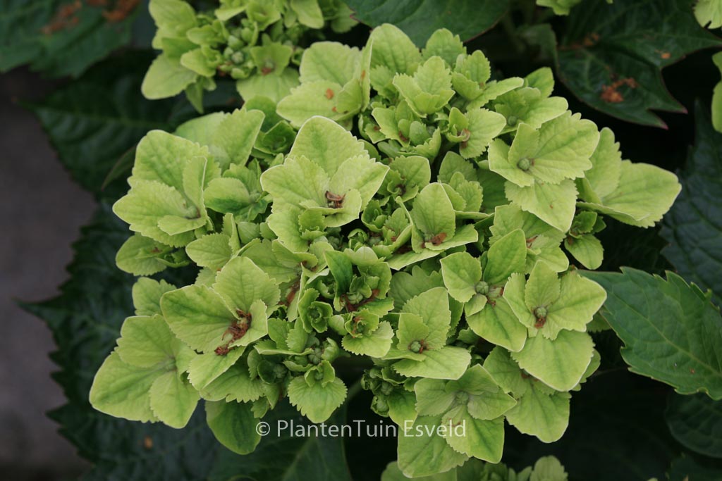 Hydrangea macrophylla 'Hortmawin' (MAGICAL WINGS) - Afbeelding 6