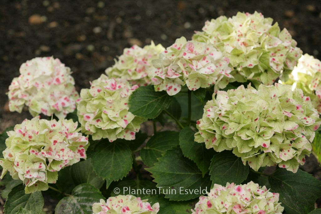 Hydrangea macrophylla 'Hortmawin' (MAGICAL WINGS) - Afbeelding 7