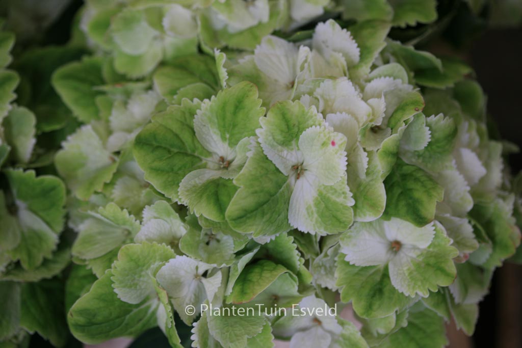 Hydrangea macrophylla 'Hortmawin' (MAGICAL WINGS) - Afbeelding 8