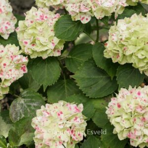 Hydrangea macrophylla 'Hortmawin' (MAGICAL WINGS)