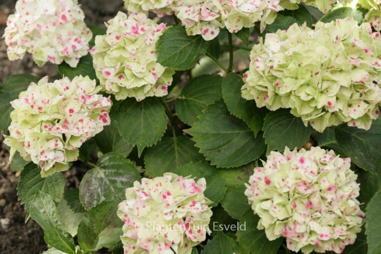Hydrangea macrophylla 'Magical Wing'