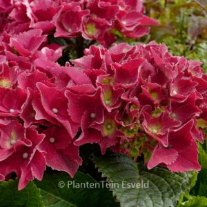 Hydrangea macrophylla 'Hot Red'