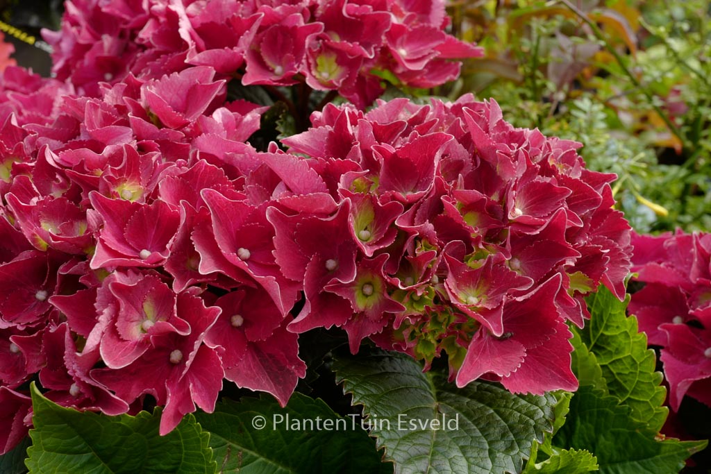 Hydrangea macrophylla 'Hot Red'