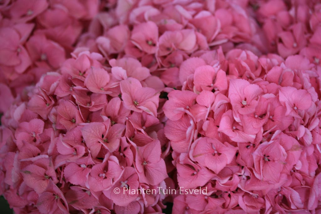 Hydrangea macrophylla 'Kolmgarip' (MAGICAL GARNET) - Afbeelding 3