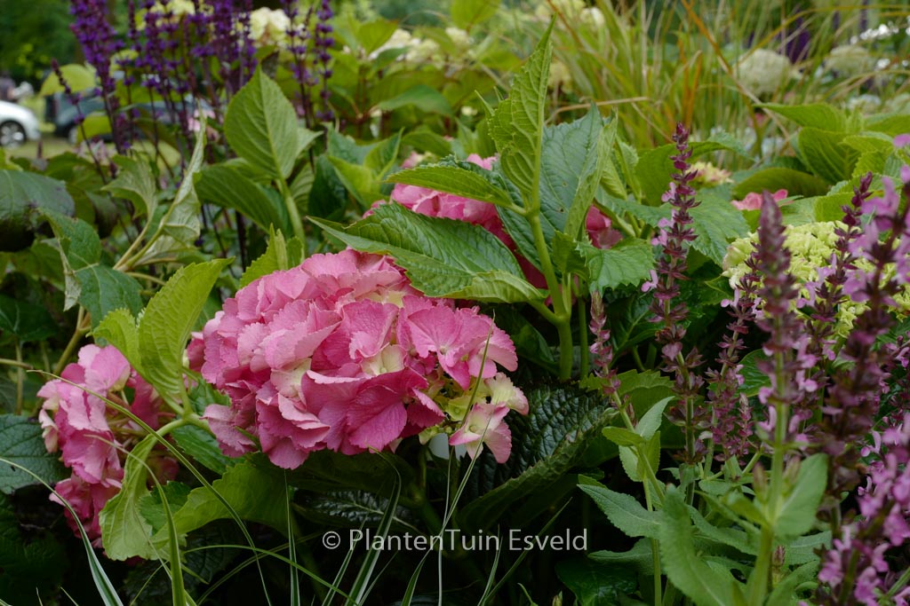 Hydrangea macrophylla 'Kolmgarip' (MAGICAL GARNET) - Afbeelding 4