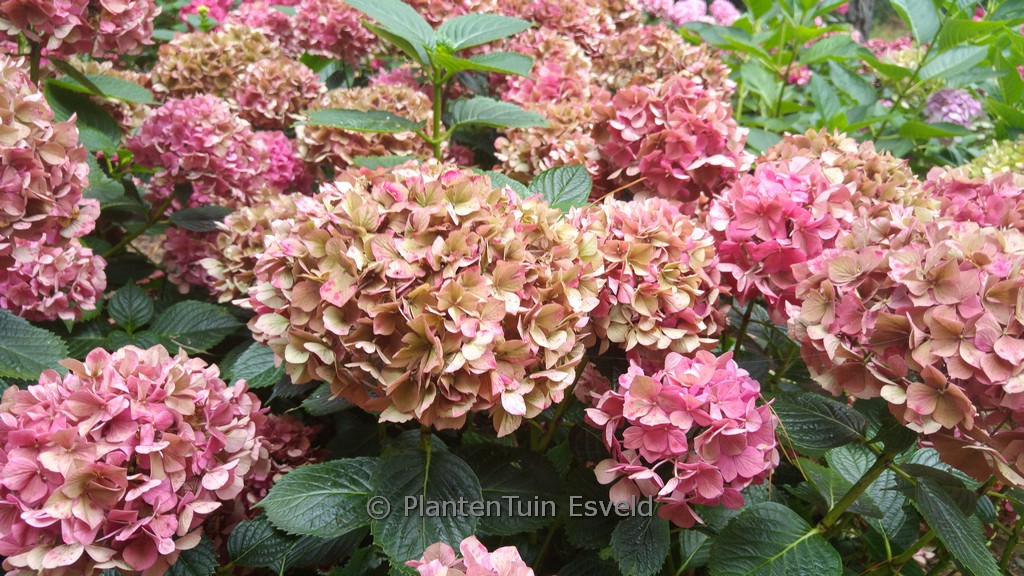 Hydrangea macrophylla 'Kolmgarip' (MAGICAL GARNET) - Afbeelding 5