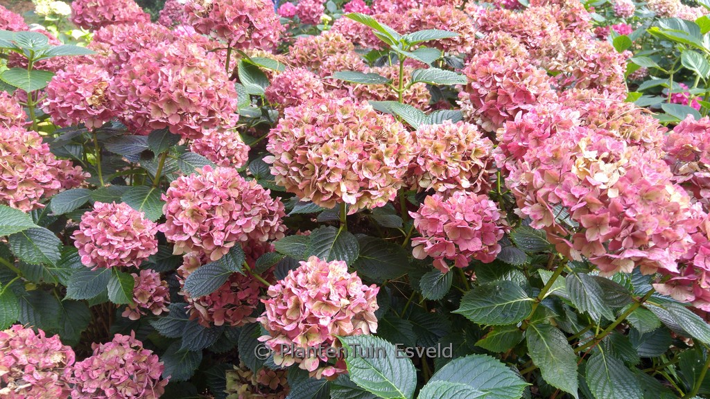 Hydrangea macrophylla 'Kolmgarip' (MAGICAL GARNET) - Afbeelding 6