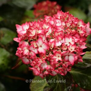 Hydrangea macrophylla 'Mirai'