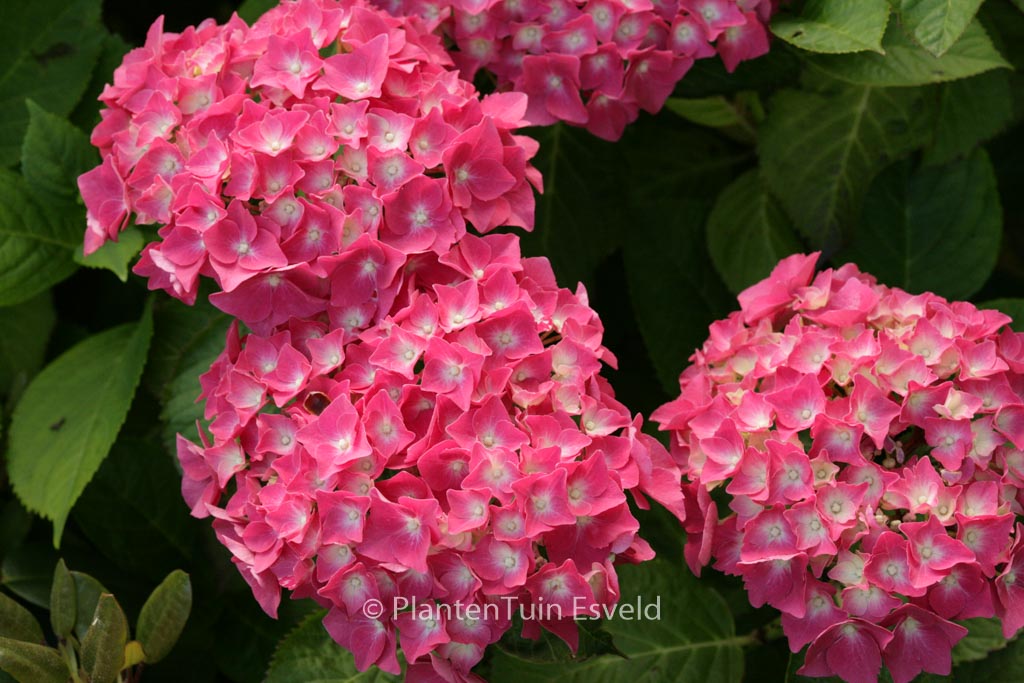 Hydrangea macrophylla 'Miss Belgium'