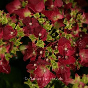 Hydrangea macrophylla 'Music Collection Purple Punk'