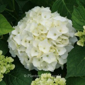 Hydrangea macrophylla 'Napo' (MAGICAL PEARL)