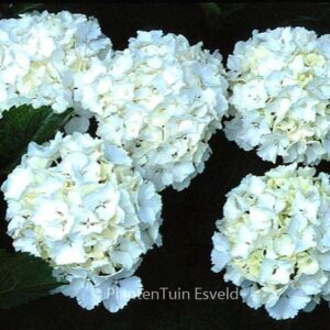 Hydrangea macrophylla 'Neuf'