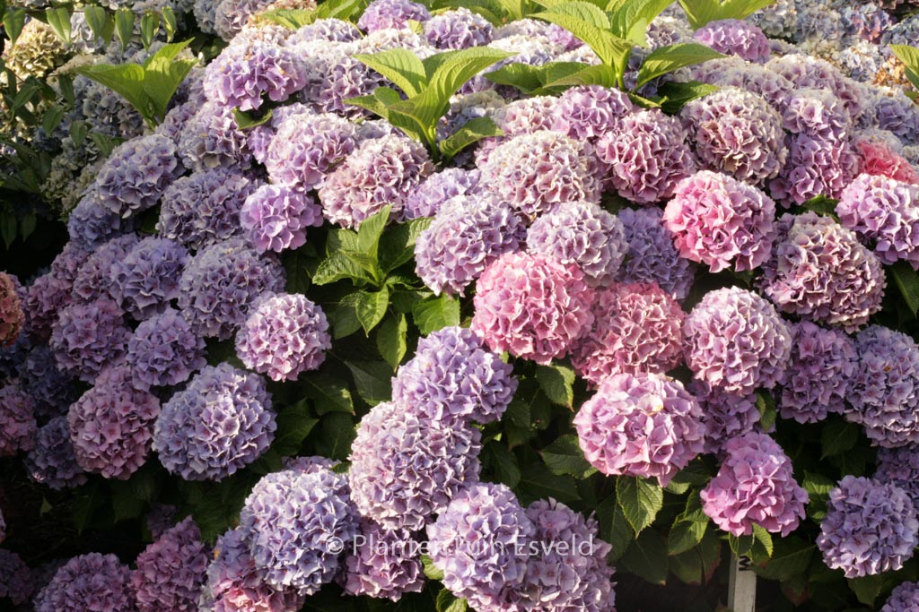 Hydrangea macrophylla 'Pink Dream'