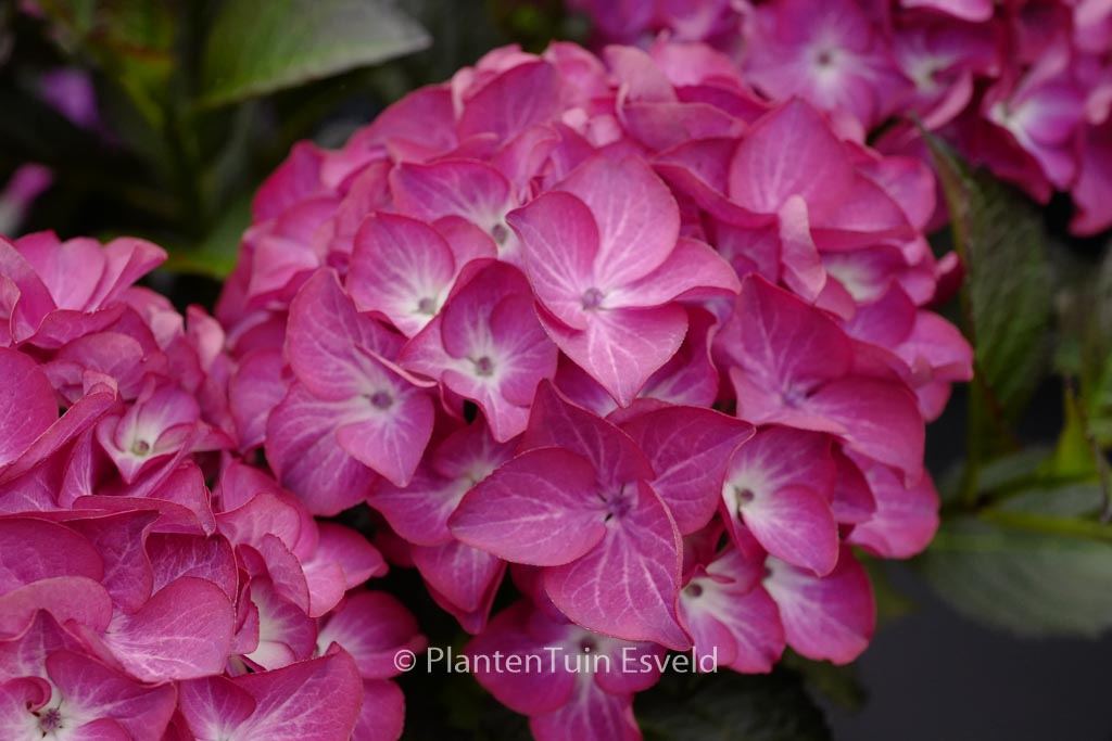 Hydrangea macrophylla 'Red Angel' (BLACK DIAMONDS RED ANGEL)
