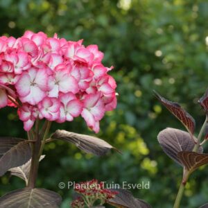 Hydrangea macrophylla 'Ripple'